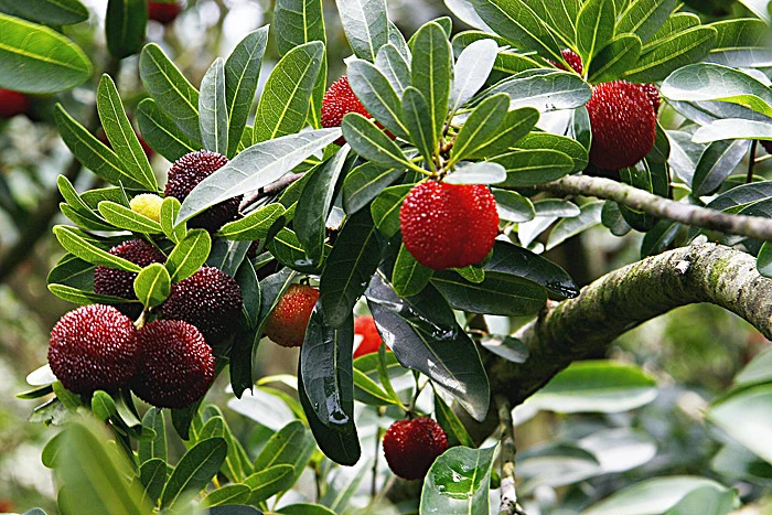 567g Canned Waxberry/Bayberry/Arbutus in Syrup